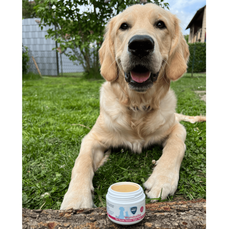 Marsavet Pommade Cicatrisante – Guérison des plaies animaux 30 ml – with dog