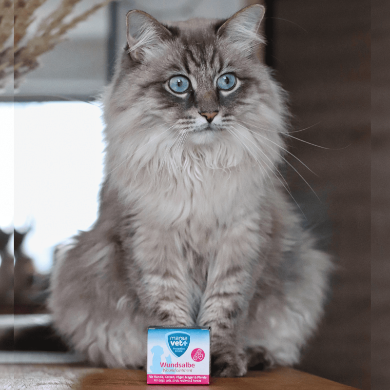 Marsavet Pommade Cicatrisante – Guérison des plaies animaux 30 ml – with cat